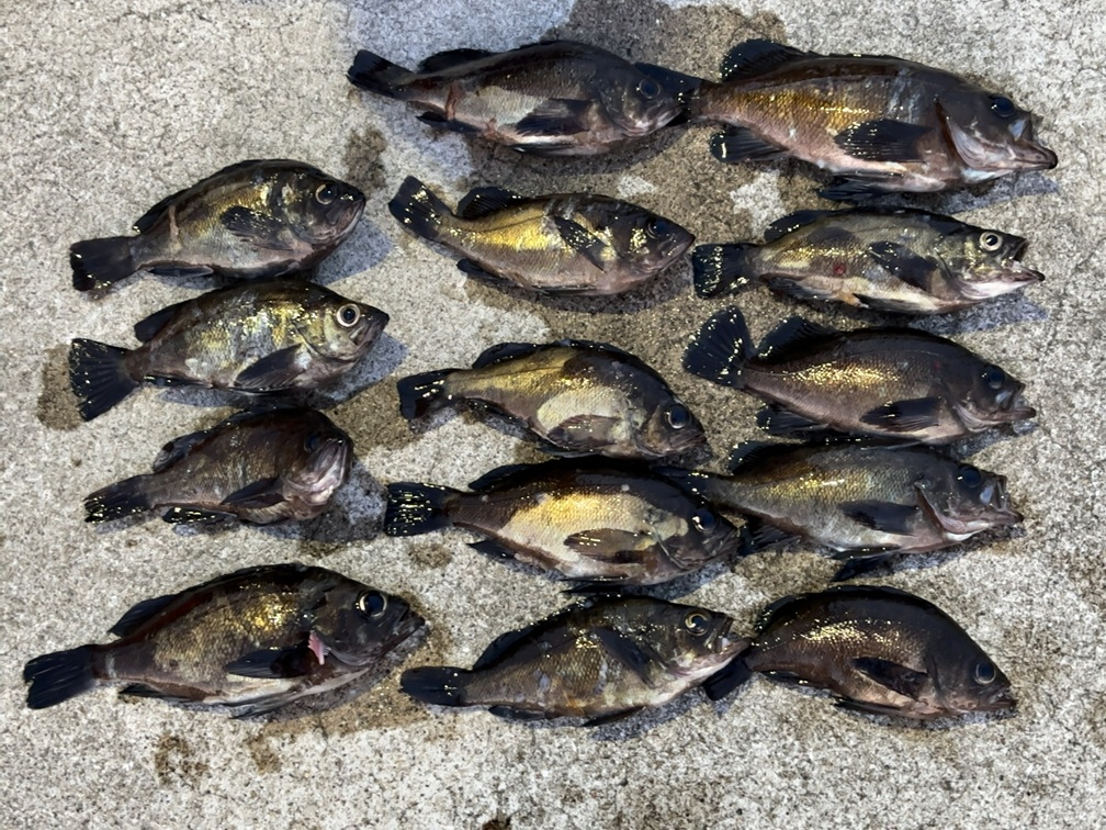 アジングビームで釣った魚の写真