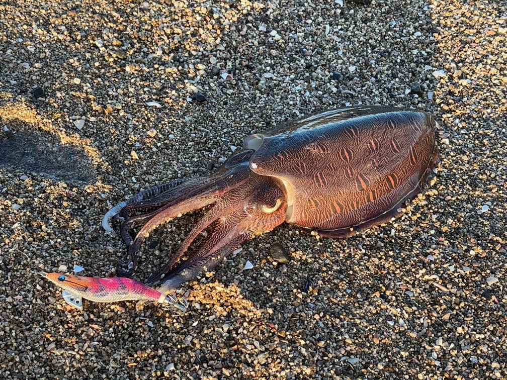 砂浜に置かれた釣りたてのコウイカと使用したエギ