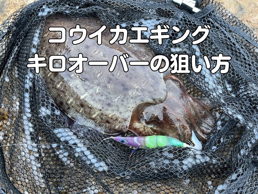 砂浜で釣ったコウイカを敷石の上に置いた写真。初心者でも分かるキロオーバーコウイカの狙い方を解説するアイキャッチ。